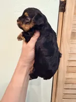 Lucky, a male Yorkshire Terrier for sale in Fort Myers, FL – 3 of 5