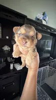 Royce, a male Yorkshire Terrier for sale in Lehigh Acres, FL – 2 of 6