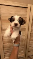 Candy, a male Yorkshire Terrier for sale in Lehigh Acres, FL – 4 of 8