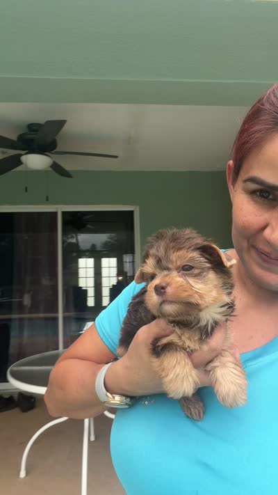 Sunshine , a female Yorkshire Terrier for sale in Lehigh Acres, FL – 6 of 6