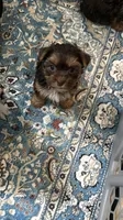 Sacha , a female Yorkshire Terrier for sale in Lehigh Acres, FL – 3 of 8