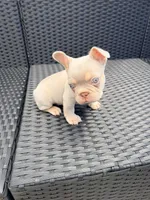 Jake, a male French Bulldog for sale in Fort Myers, FL – 7 of 7