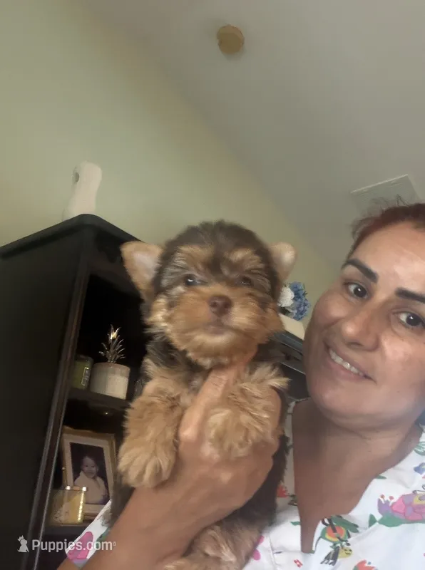 Royce – Yorkshire Terrier puppy for sale in Lehigh Acres, FL