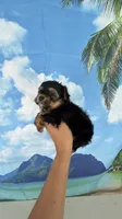 Lucky, a male Yorkshire Terrier for sale in Fort Myers, FL – 2 of 9