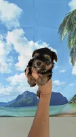 Lucky, a male Yorkshire Terrier for sale in Fort Myers, FL – 3 of 9