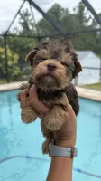 Sunshine , a female Yorkshire Terrier for sale in Lehigh Acres, FL – 3 of 6