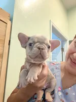 Linda, a female French Bulldog for sale in Fort Myers, FL – 2 of 4