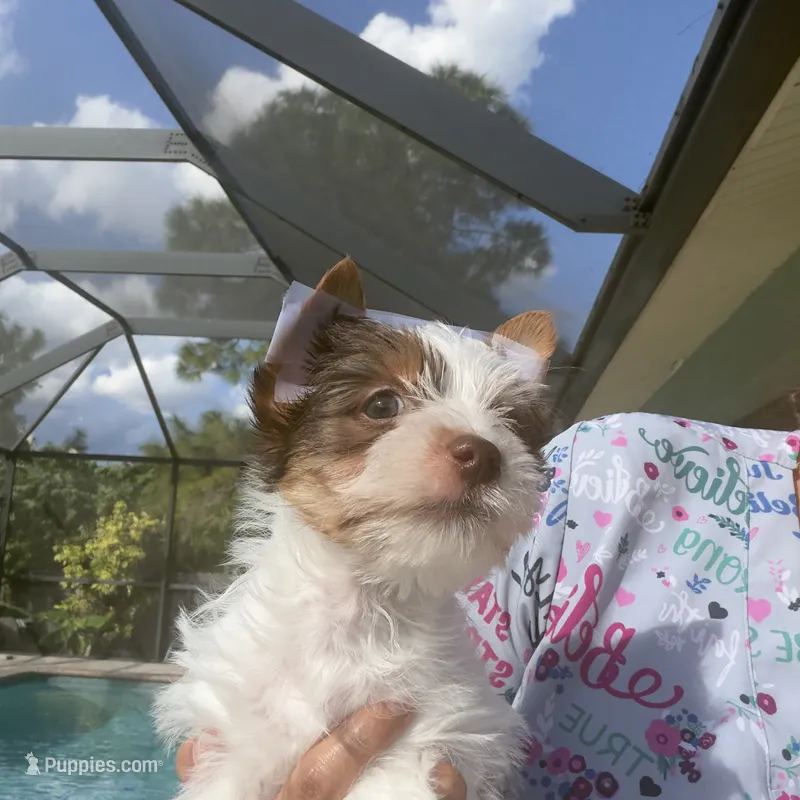 Candy – Yorkshire Terrier puppy for sale in Lehigh Acres, FL