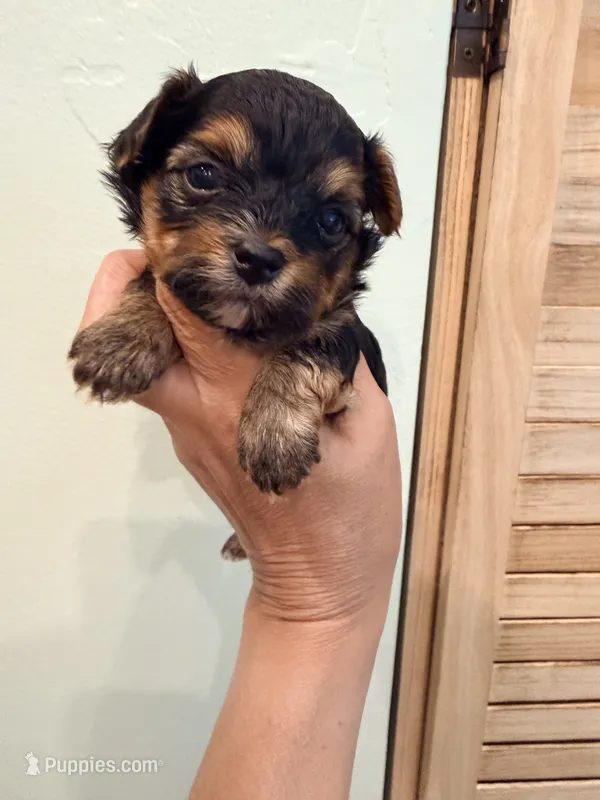 Lucky – Yorkshire Terrier puppy for sale in Fort Myers, FL