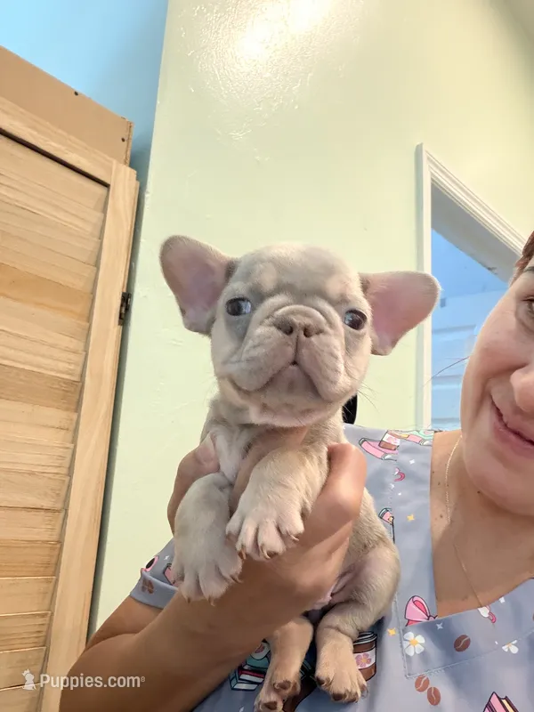 Linda – French Bulldog puppy for sale in Fort Myers, FL