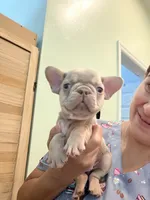 Linda, a female French Bulldog for sale in Fort Myers, FL – 1 of 4