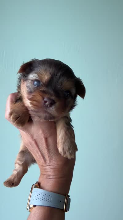 Tina, a female Yorkshire Terrier for sale in Lehigh Acres, FL – 3 of 6