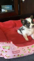 Channel , a female Yorkshire Terrier for sale in Fort Myers, FL – 7 of 9