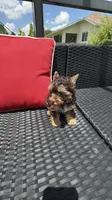 Teddy , a male Yorkshire Terrier for sale in Lehigh Acres, FL – 4 of 9