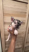 Luzy, a female French Bulldog for sale in Fort Myers, FL – 4 of 4