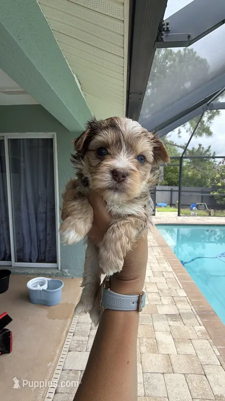 Linda – Yorkshire Terrier puppy for sale in Fort Myers, FL