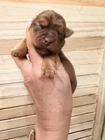 Toby , a male Yorkshire Terrier for sale in Fort Myers, FL – 3 of 3