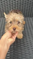 Toby , a male Yorkshire Terrier for sale in Lehigh Acres, FL – 5 of 9