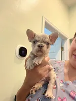 Leo, a male French Bulldog for sale in Fort Myers, FL – 3 of 4