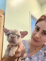 Linda, a female French Bulldog for sale in Fort Myers, FL – 4 of 4