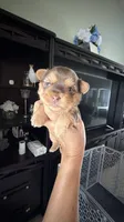 Royce, a male Yorkshire Terrier for sale in Lehigh Acres, FL – 3 of 6