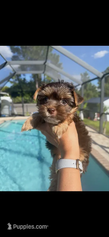 Sacha  – Yorkshire Terrier puppy for sale in Lehigh Acres, FL