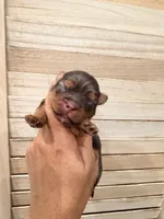 Tina, a female Yorkshire Terrier for sale in Fort Myers, FL – 3 of 5