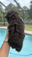 Sacha , a female Yorkshire Terrier for sale in Lehigh Acres, FL – 7 of 8