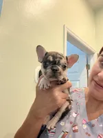 Luzy, a female French Bulldog for sale in Fort Myers, FL – 3 of 4