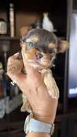 Lucky , a male Yorkshire Terrier for sale in Fort Myers, FL – 3 of 5