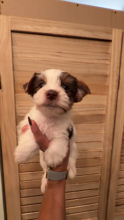 Candy, a male Yorkshire Terrier for sale in Lehigh Acres, FL – 6 of 8
