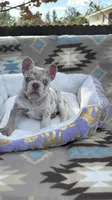 Precious , a female French Bulldog for sale in Fort Myers, FL – Photo 3 of 5