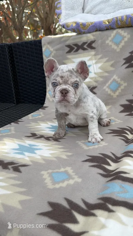 Precious , a female French Bulldog for sale in Fort Myers, FL – Photo 1 of 5