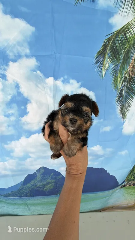 Lucky – Yorkshire Terrier puppy on hold in Fort Myers, FL