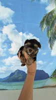 Lucky, a male Yorkshire Terrier for sale in Fort Myers, FL – 1 of 9