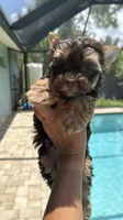 Teddy , a male Yorkshire Terrier for sale in Lehigh Acres, FL – 5 of 9