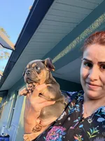 Cloe, a female French Bulldog for sale in Fort Myers, FL – Photo 3 of 4