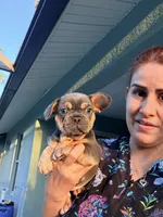 Cloe, a female French Bulldog for sale in Fort Myers, FL – Photo 2 of 4