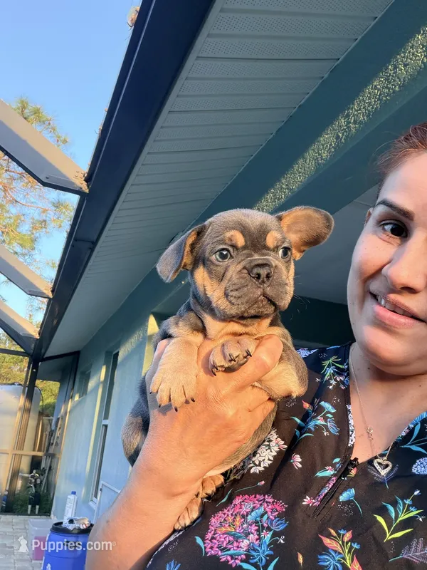 Cloe – French Bulldog puppy for sale in Fort Myers, FL