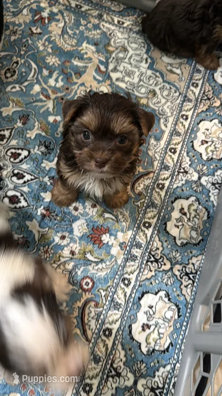 Sacha  – Yorkshire Terrier puppy for sale in Lehigh Acres, FL