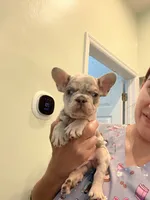 Leo, a male French Bulldog for sale in Fort Myers, FL – 4 of 4