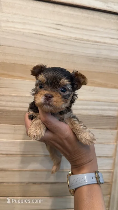 Lucky tea cup – Yorkshire Terrier puppy for sale in Fort Myers, FL