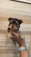 Lucky tea cup, a male Yorkshire Terrier for sale in Fort Myers, FL – 1 of 7