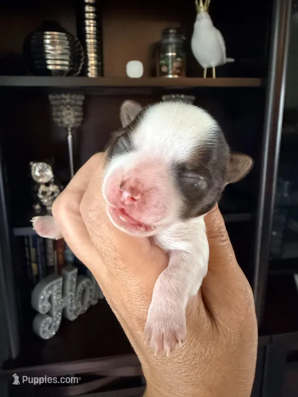 Fendy – Yorkshire Terrier puppy for sale in Fort Myers, FL