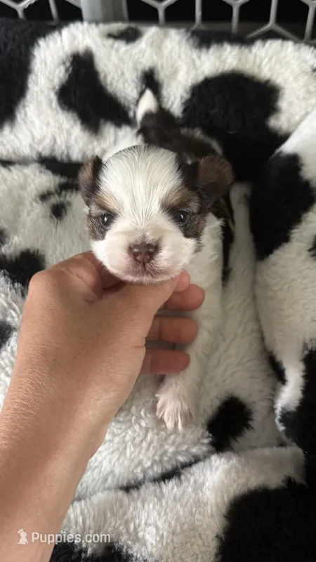 Fendy – Yorkshire Terrier puppy for sale in Fort Myers, FL
