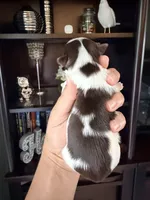 Fendy, a male Yorkshire Terrier for sale in Fort Myers, FL – Photo 3 of 3