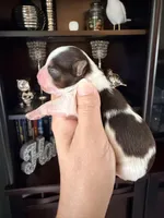 Fendy, a male Yorkshire Terrier for sale in Fort Myers, FL – Photo 1 of 3