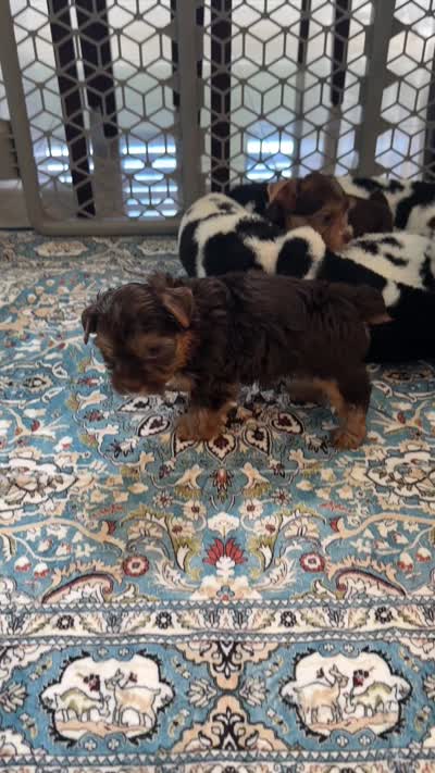 Sacha , a female Yorkshire Terrier for sale in Lehigh Acres, FL – 8 of 8