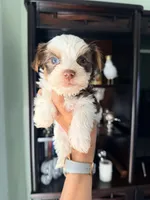 Dante , a male Yorkshire Terrier for sale in Fort Myers, FL – Photo 2 of 5