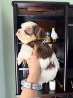 Dante , a male Yorkshire Terrier for sale in Fort Myers, FL – Photo 4 of 5